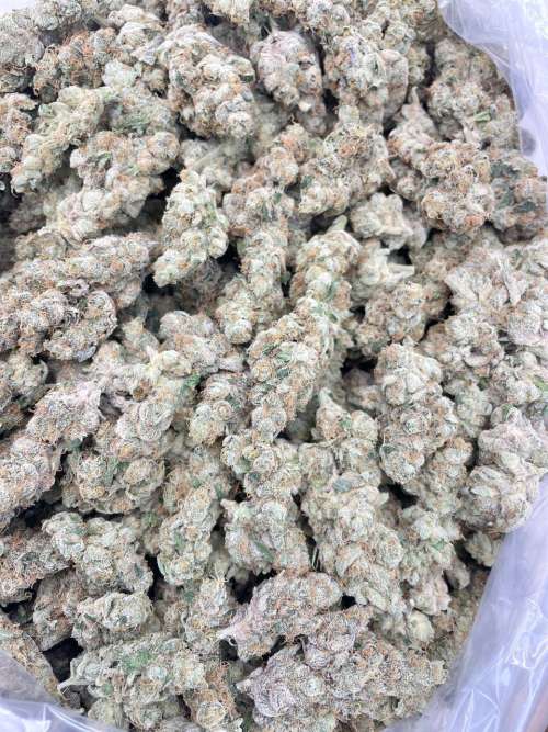 Sour Diesel NOW BACK!!!