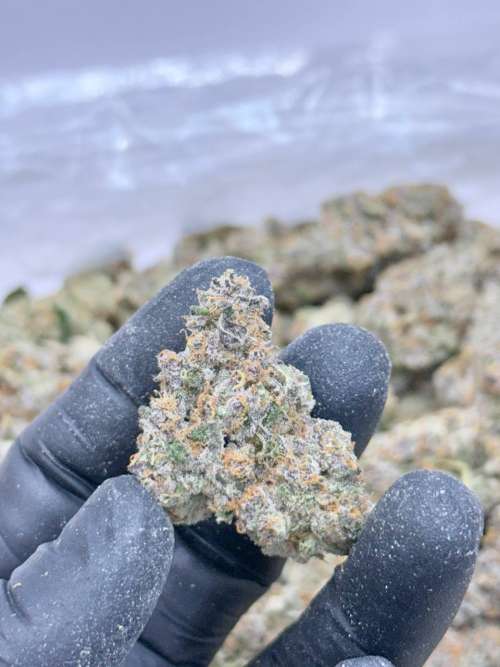 Head Mount V2 Luck's Favorite!