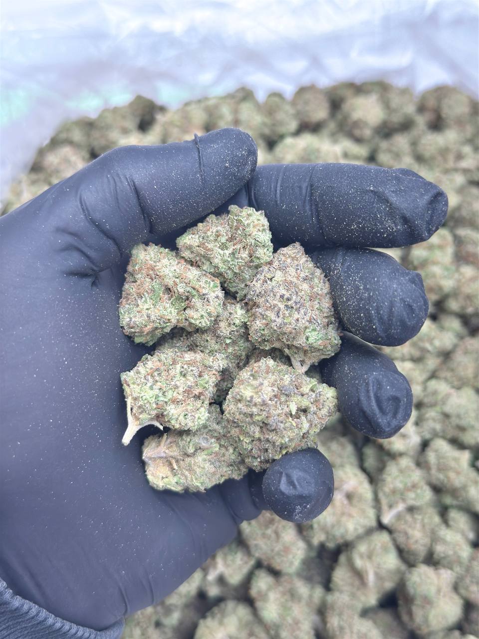 Peanut Butter Lady - Image 2