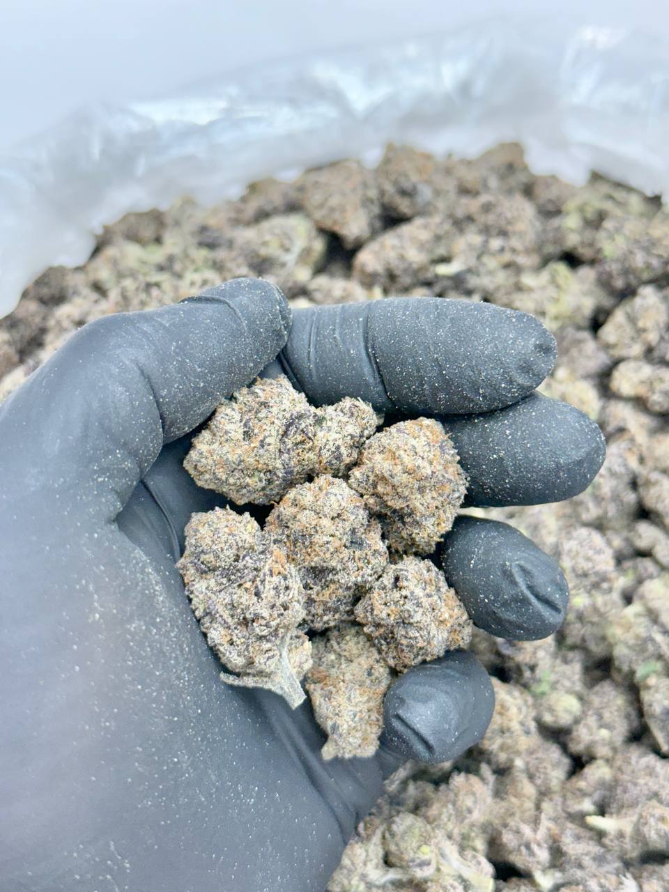 Blue Oreo Mediums - Image 2