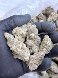 Super Boof V2- Living Soil-Lucky's Favorite's Pick!!! clearance