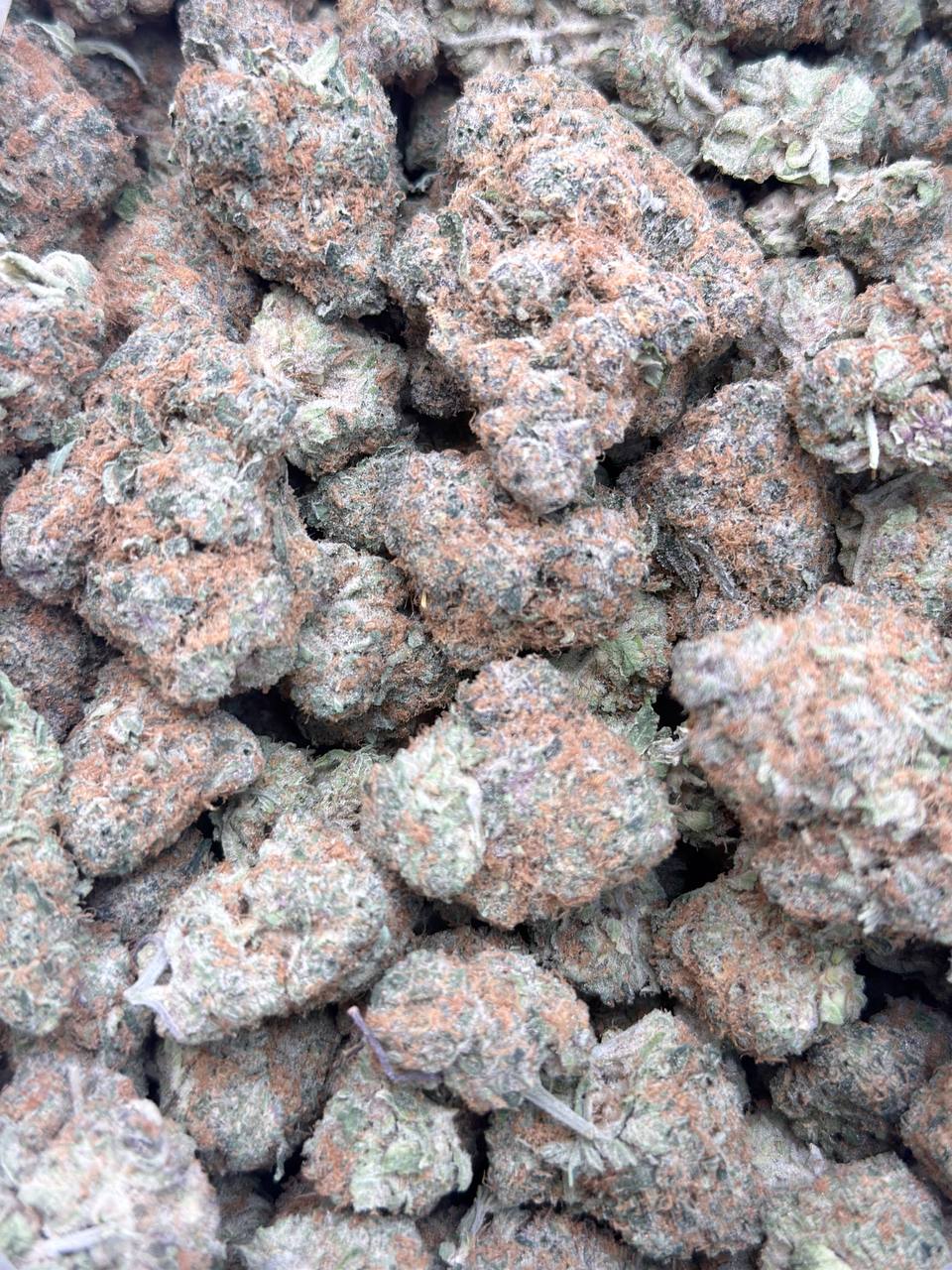 Citrus Tsunami - Image 2