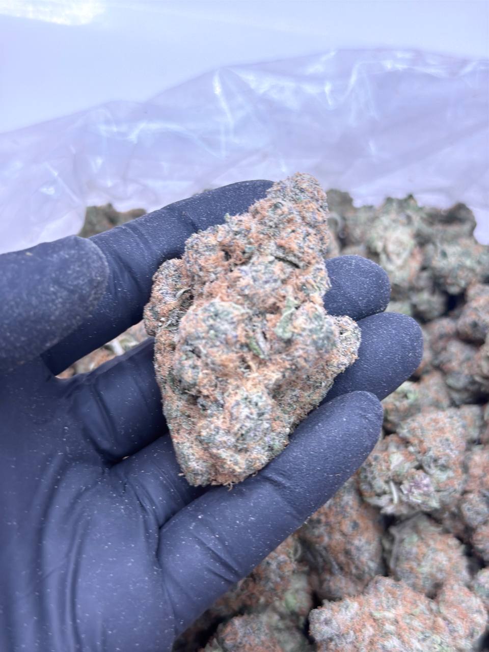 Citrus Tsunami - Image 3