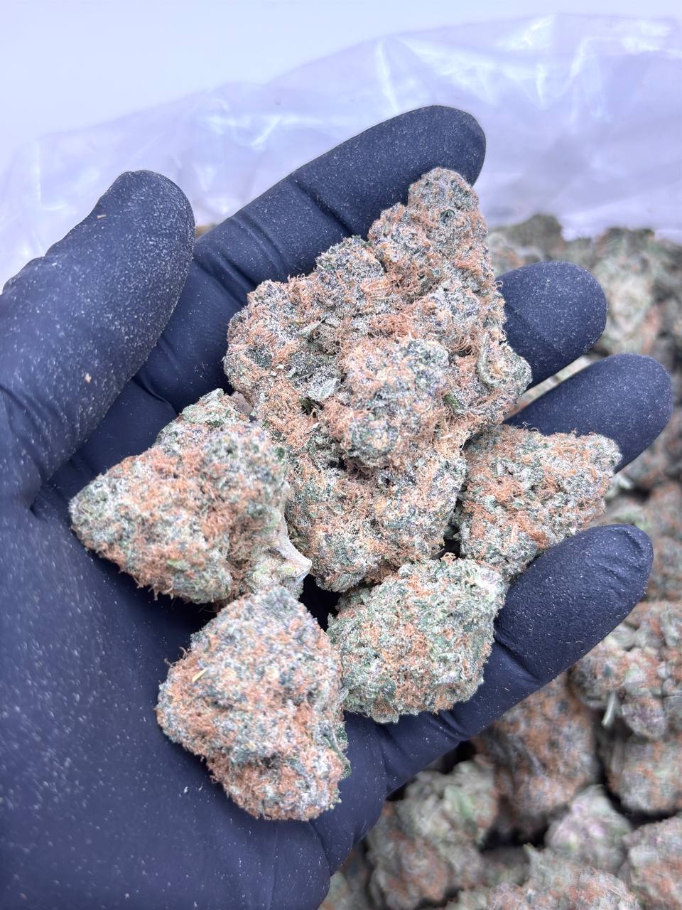 Citrus Tsunami - Image 4