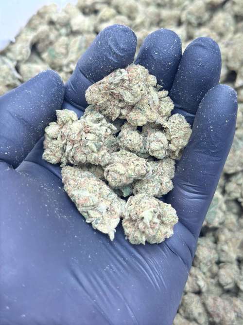 Garlic Cocktail Mediums