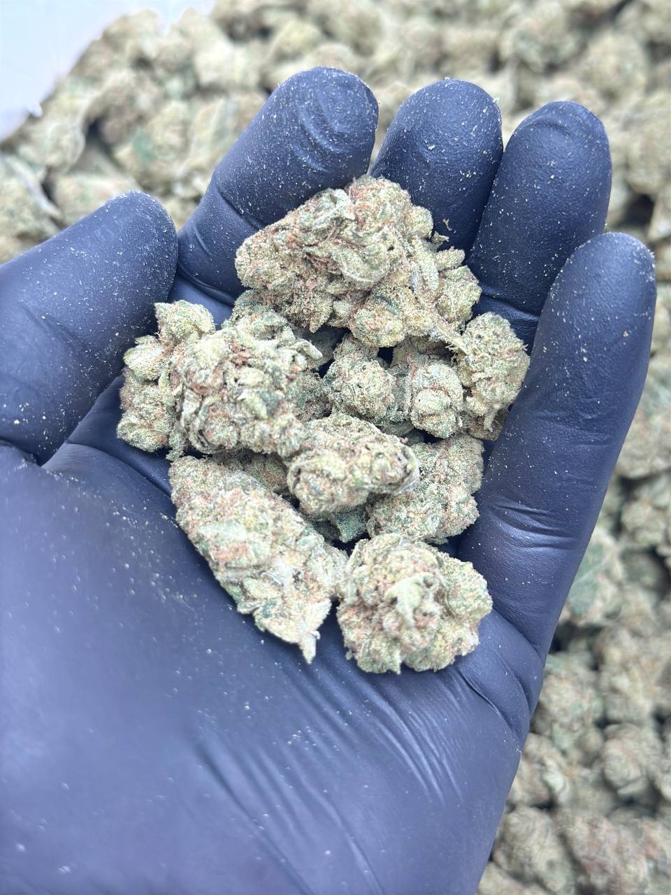 Garlic Cocktail Mediums