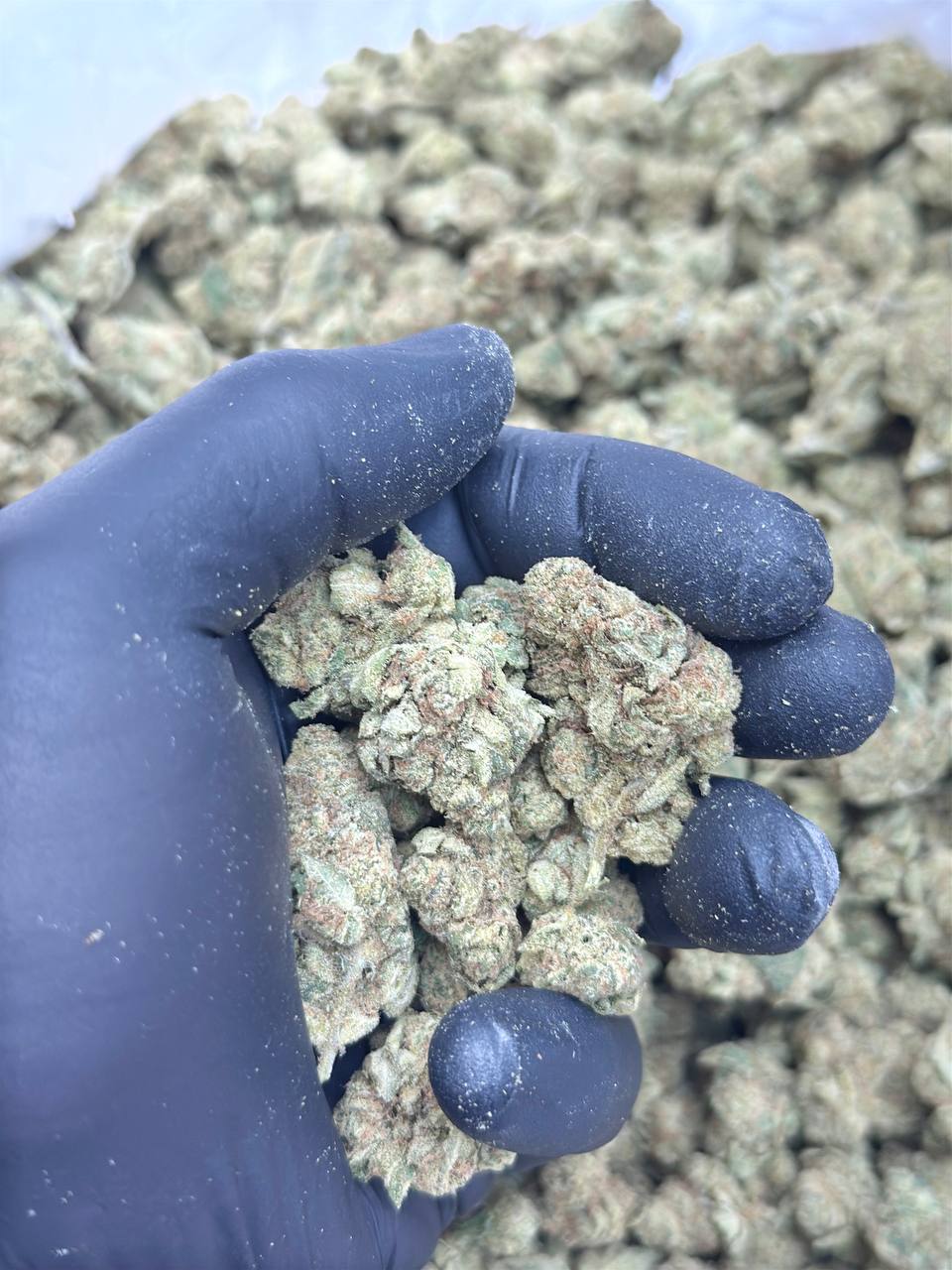 Garlic Cocktail Mediums - Image 3