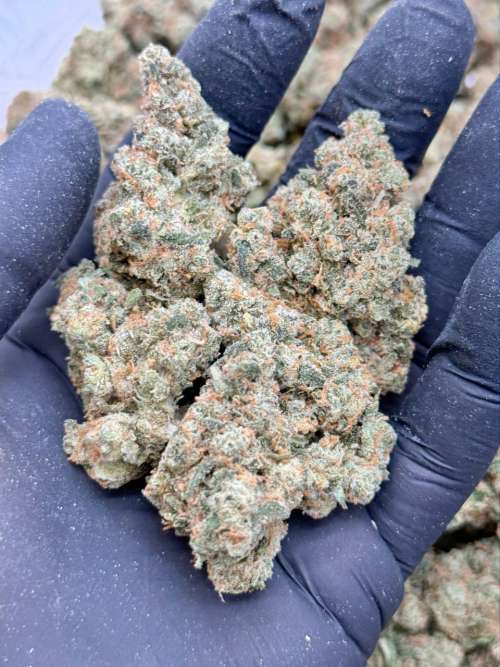 Jack Herer -Living Soil Lucky's Favorites!