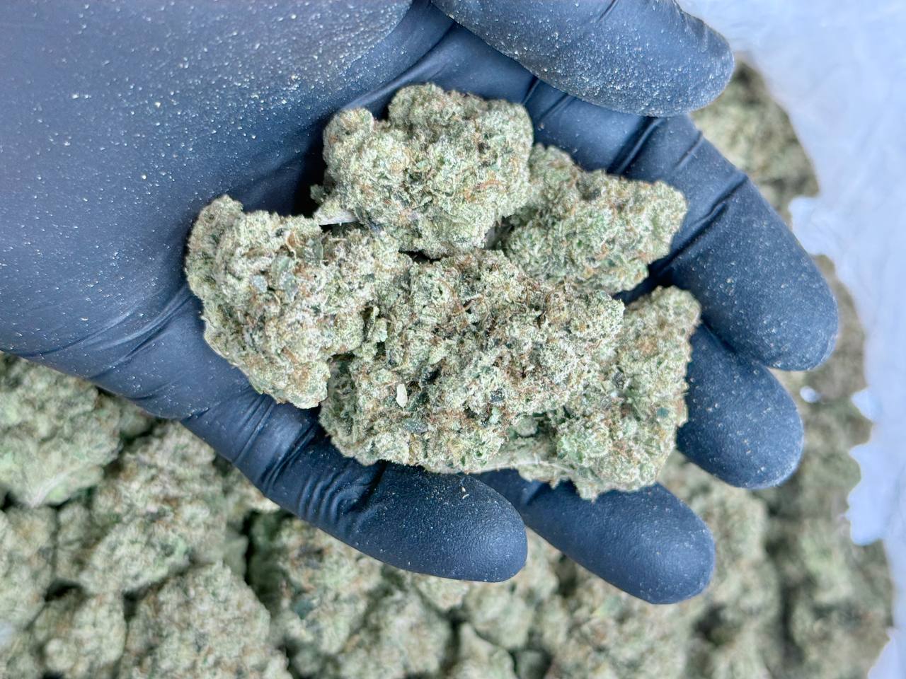 Motor Breath #15 -Living Soil - Image 5