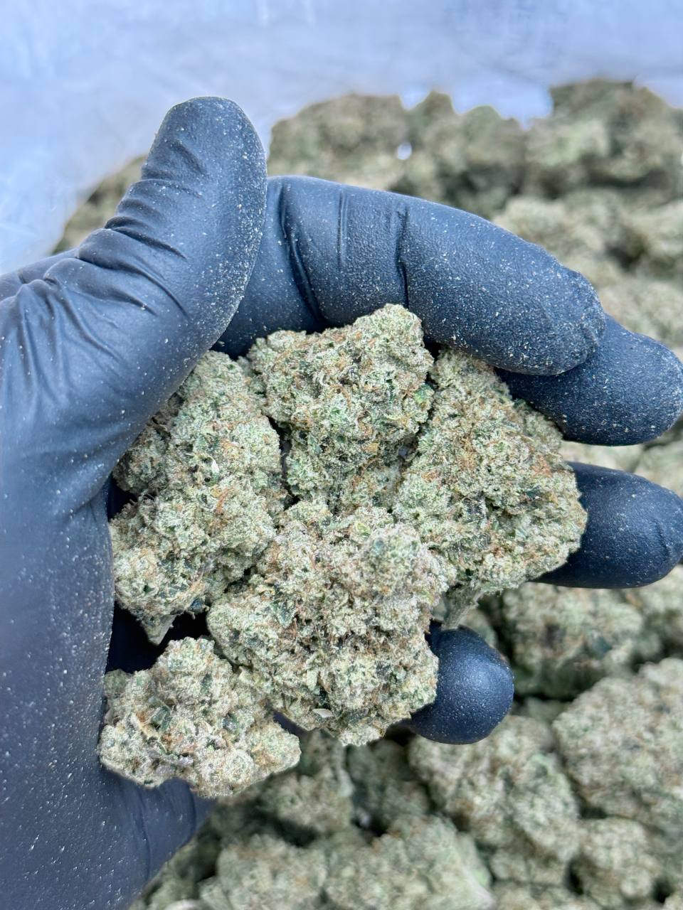 Motor Breath #15 -Living Soil - Image 3