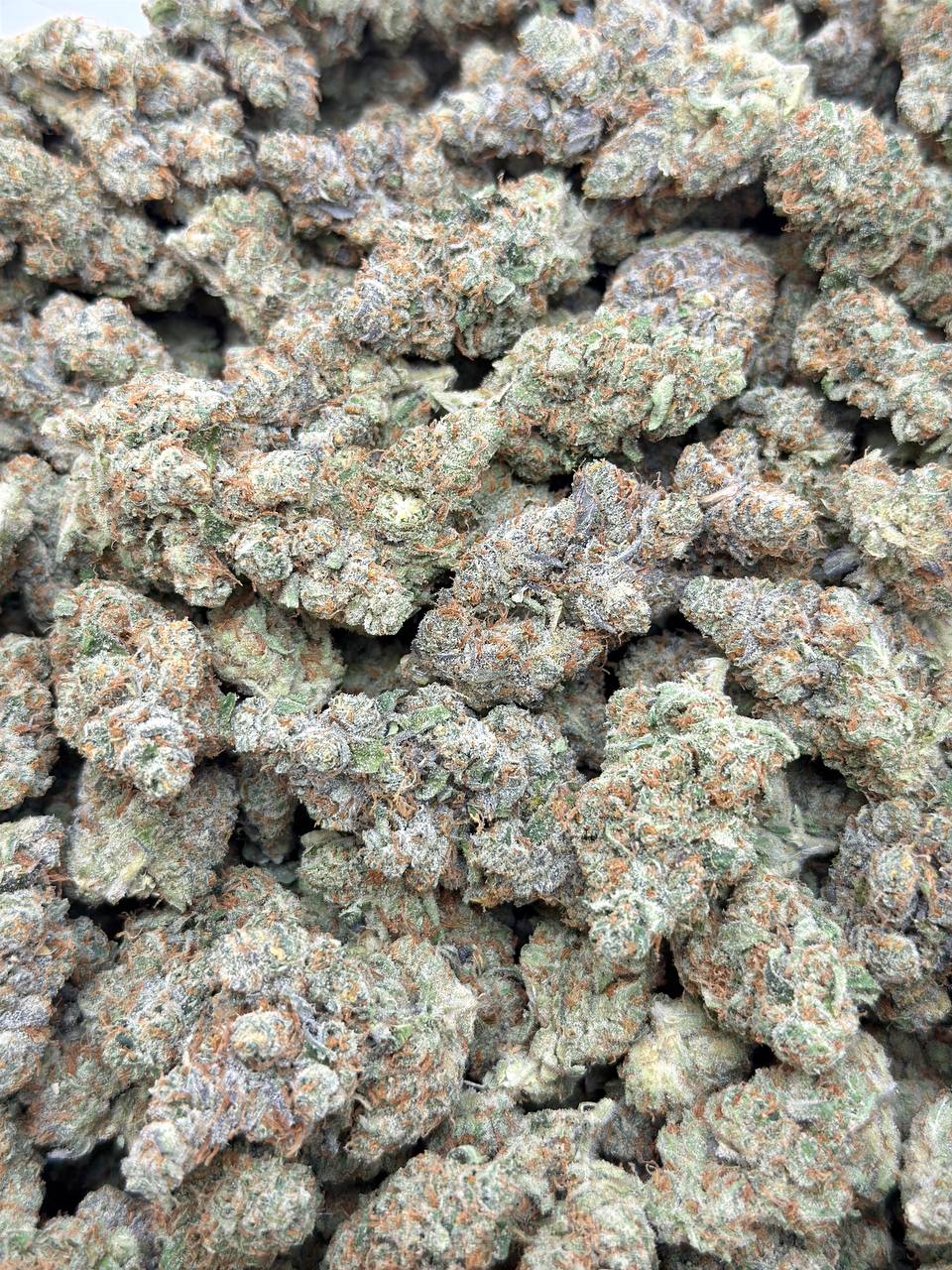 Mac N Jack Living Soil -Lucky's Favorites Pick - Image 3