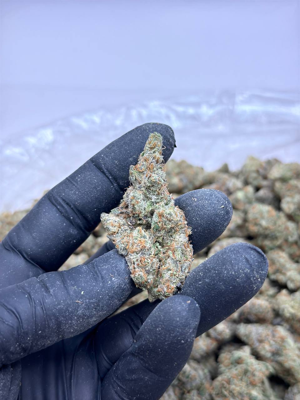 Mac N Jack Living Soil -Lucky's Favorites Pick - Image 4