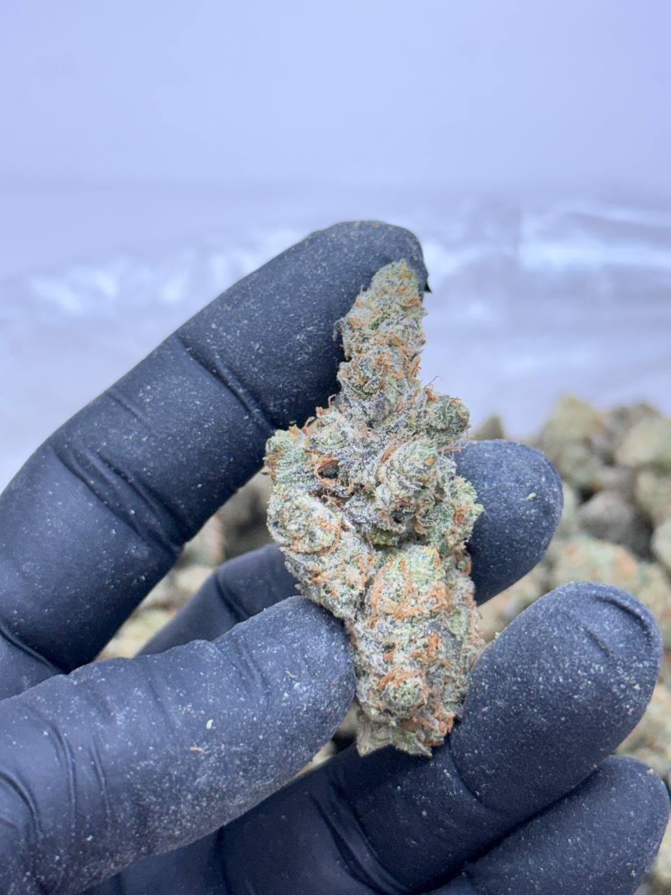 Mac N Jack Living Soil -Lucky's Favorites Pick - Image 2