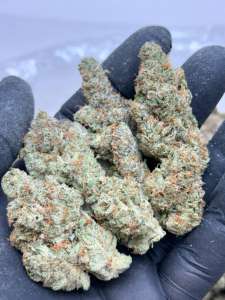 Mac N Jack Living Soil -Lucky's Favorites Pick