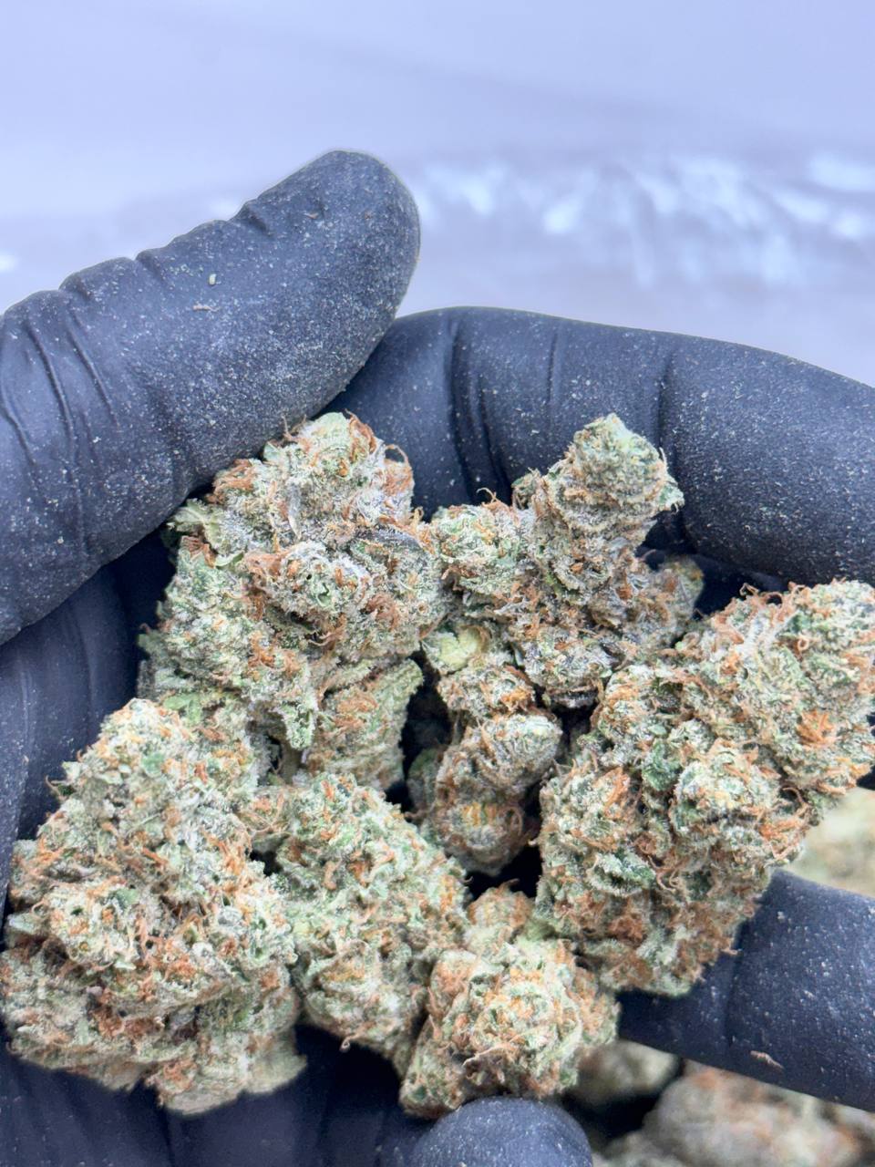 Mac N Jack Living Soil -Lucky's Favorites Pick - Image 5