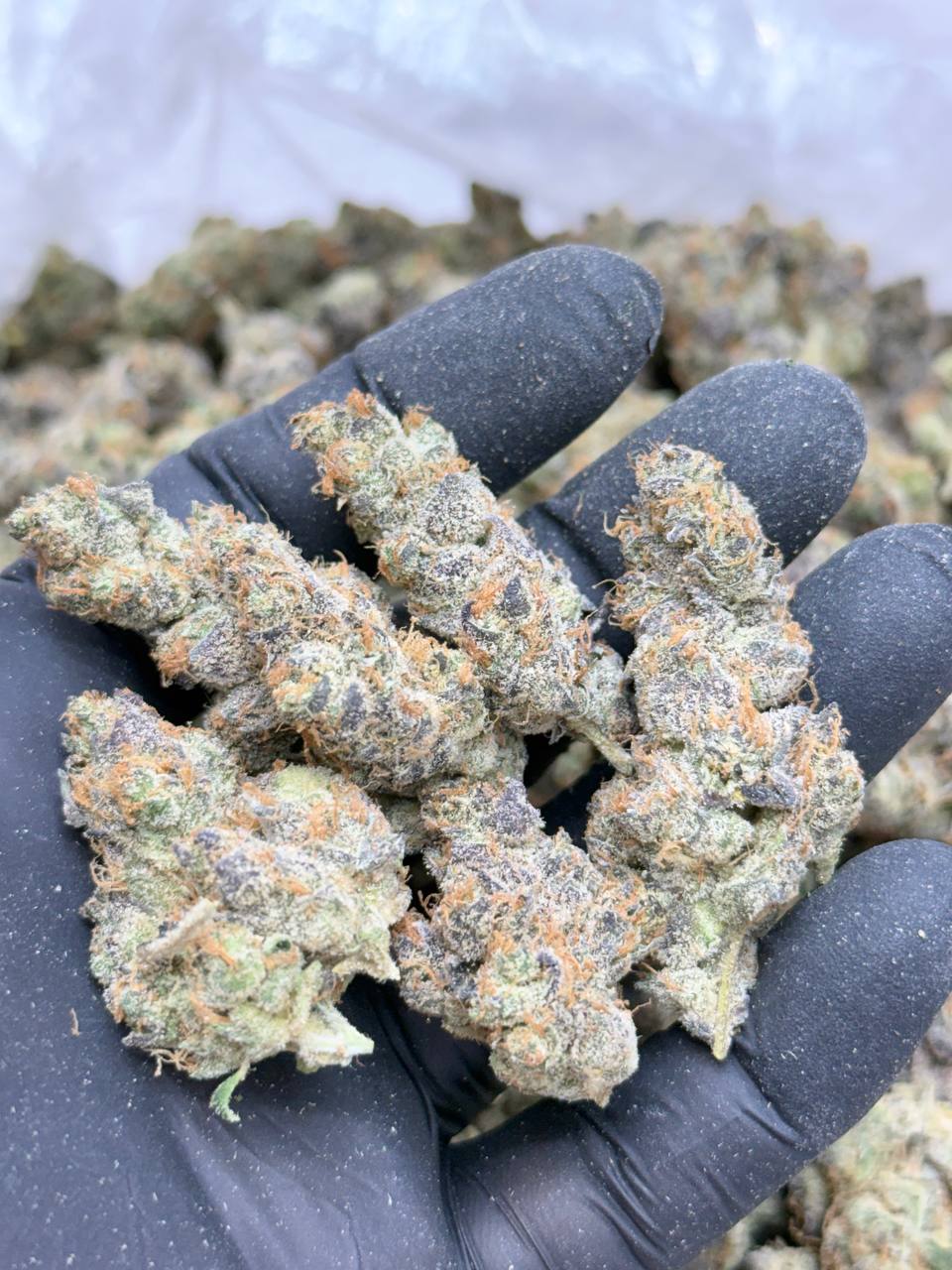 Grape Diamonds -Living Soil