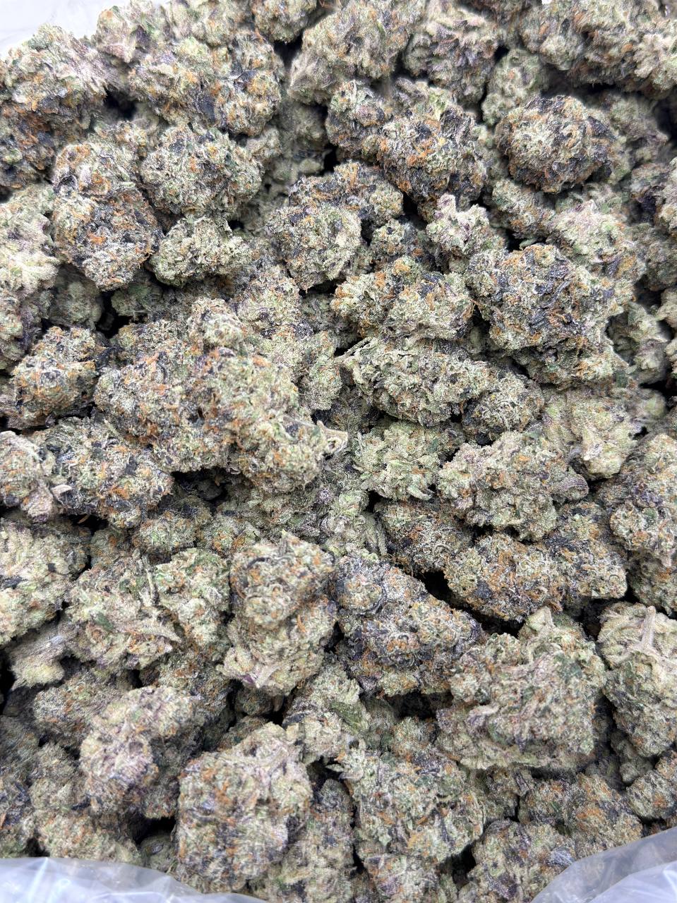 Peach Crescendo- Living Soil - Image 2