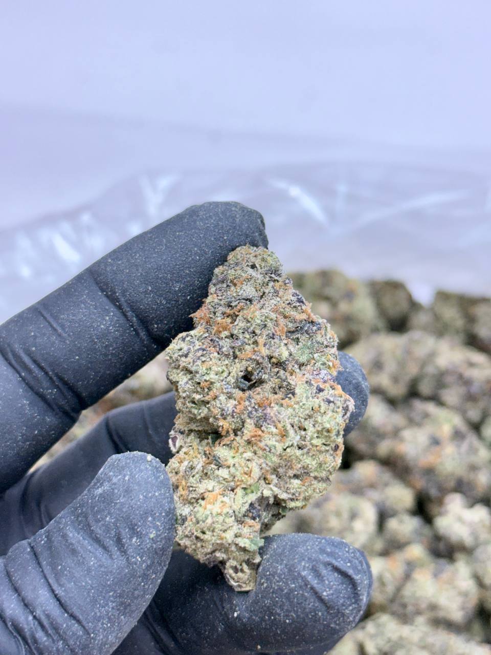 Peach Crescendo- Living Soil - Image 3