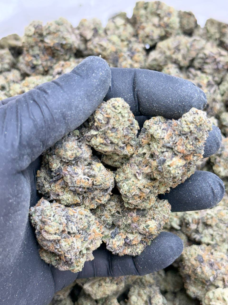 Peach Crescendo- Living Soil - Image 4