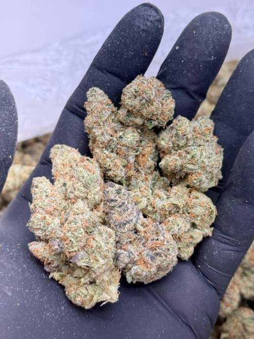 XJ-13 Premium Living Soil