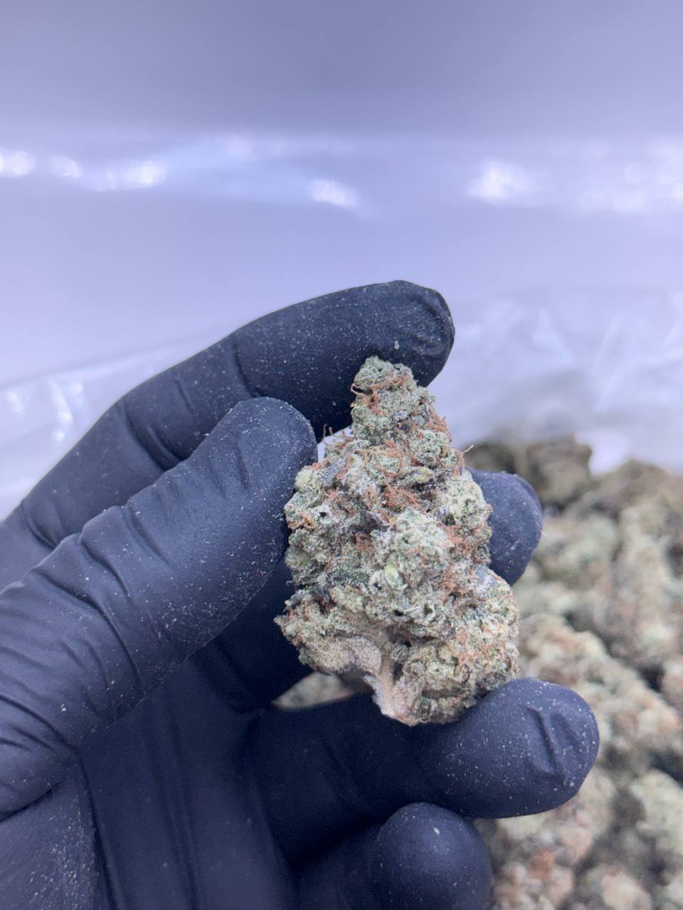 Pink Death Star-Premium Living Soil - Image 3