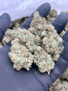 Pink Death Star-Premium Living Soil