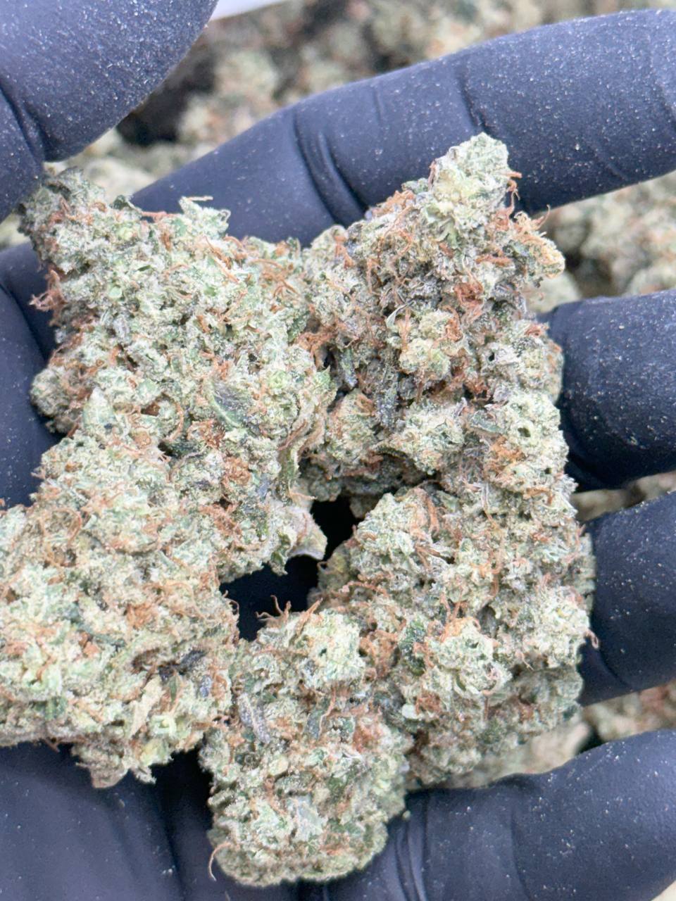 Pink Death Star-Premium Living Soil - Image 4