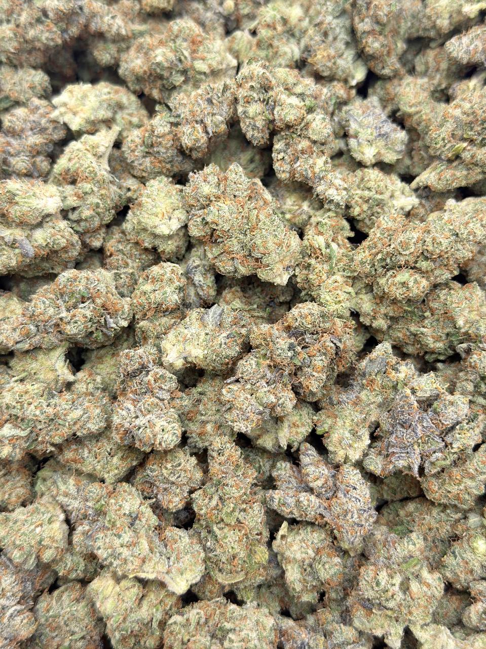 Jack Wreck-Premium Living Soil - Image 2