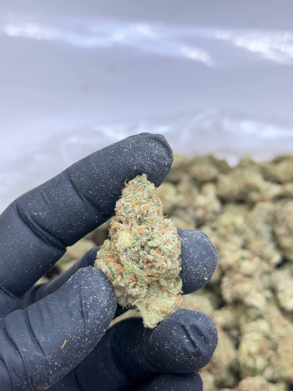 Jack Wreck-Premium Living Soil - Image 3