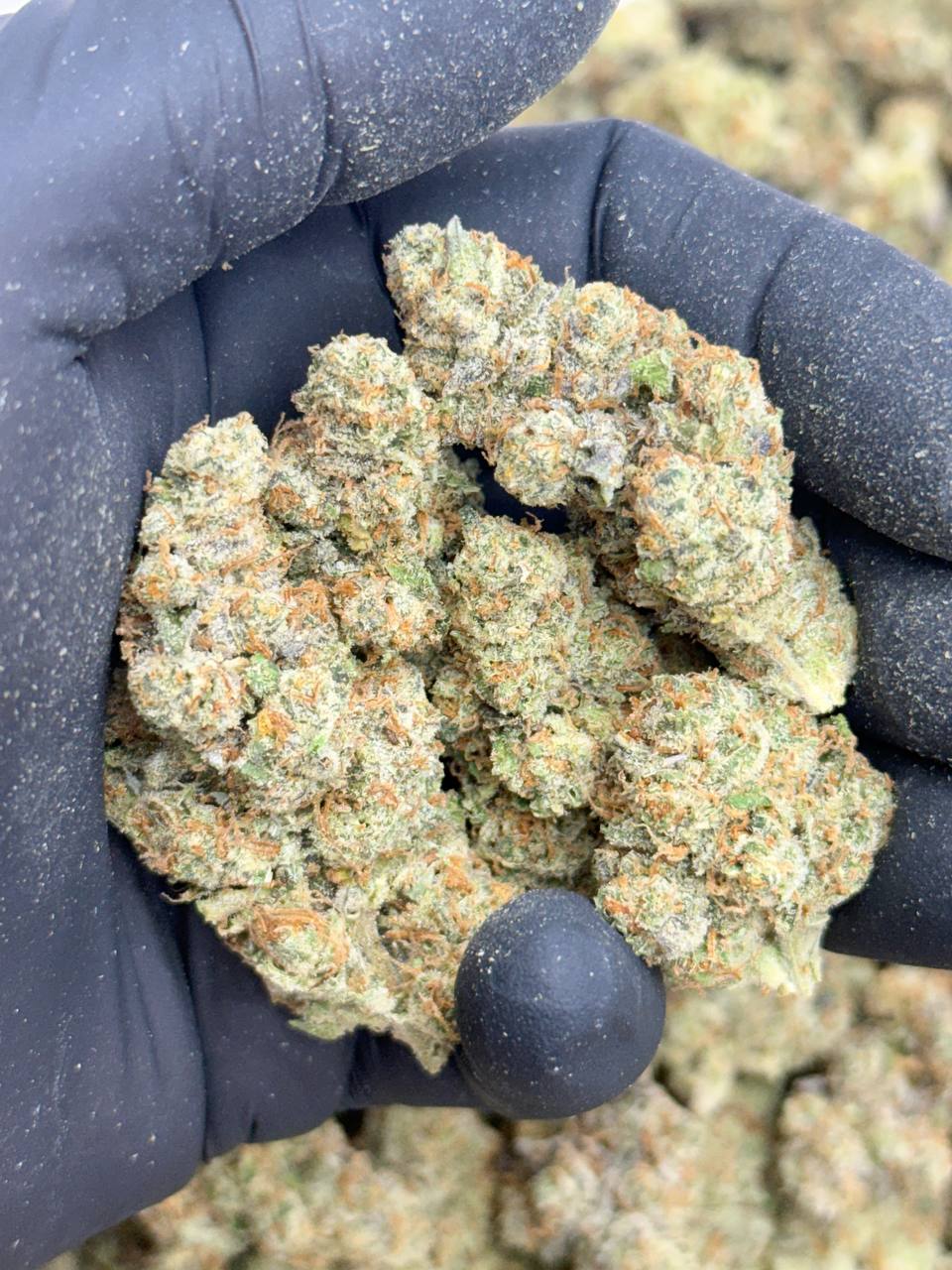 Jack Wreck-Premium Living Soil - Image 4