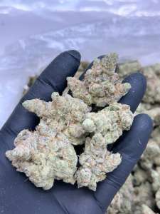 Zours -Living Soil - Lucky's Favorites Pick!