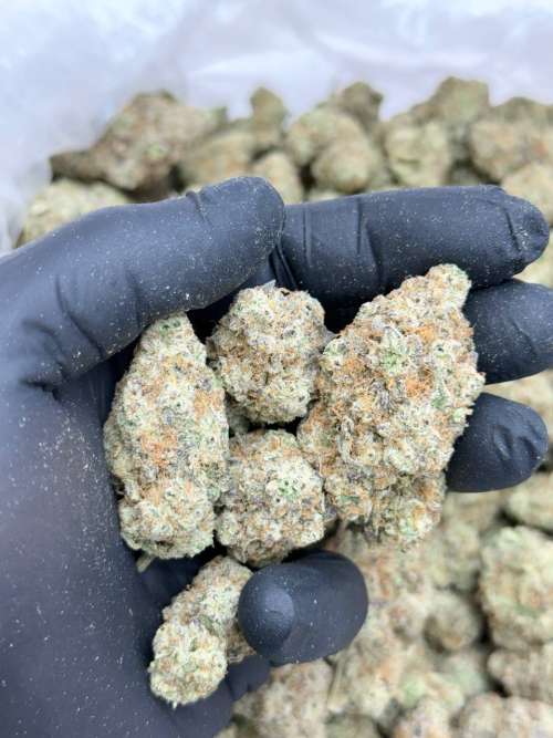 Cannalope Haze -Living Soil