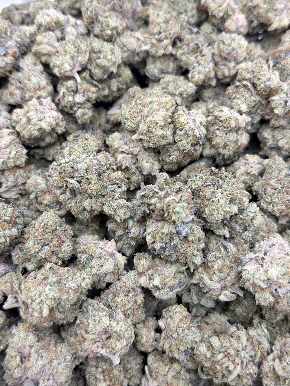 Wild Zombie -Living Soil - Image 2