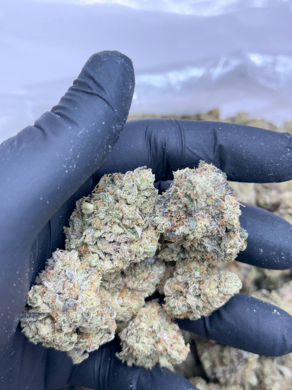 Wild Zombie -Living Soil - Image 4