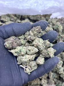 Sour Sherbert -BUDGET 150