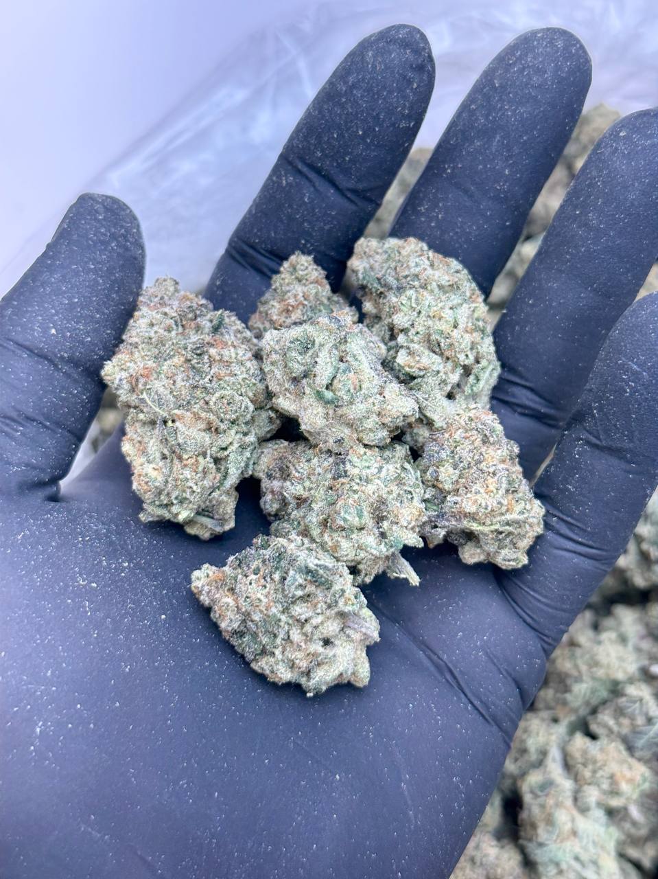 Lemon Sour Diesel -BUDGET 180 - Image 3