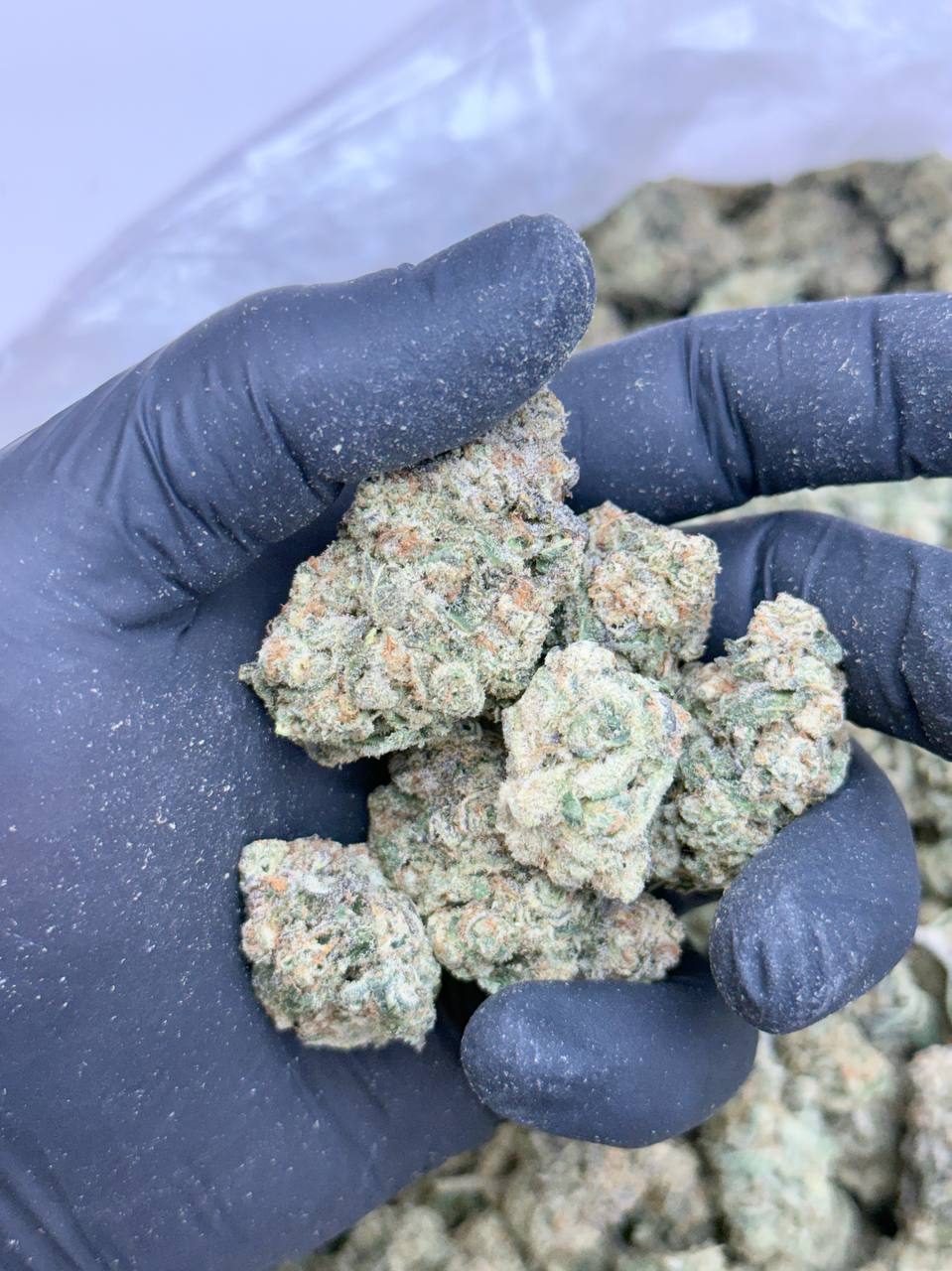 Lemon Sour Diesel -BUDGET 180