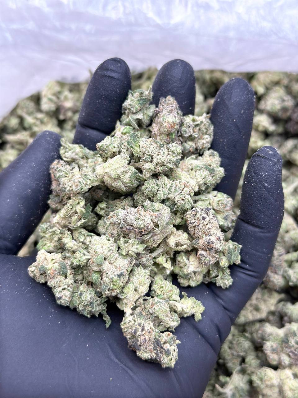 LA Coma Premium smalls