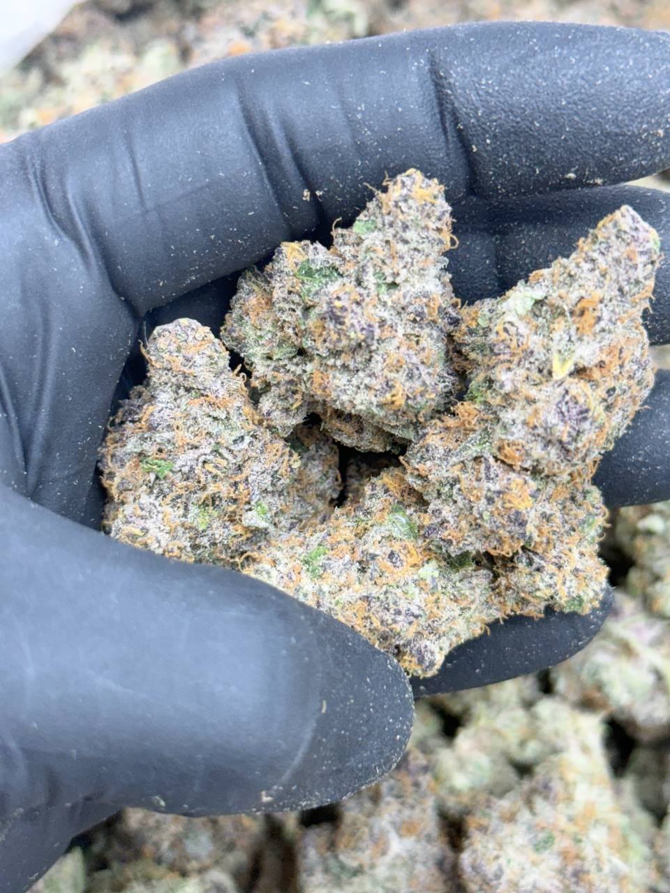 Mandarin Cookies -Premium Living Soil - Image 3