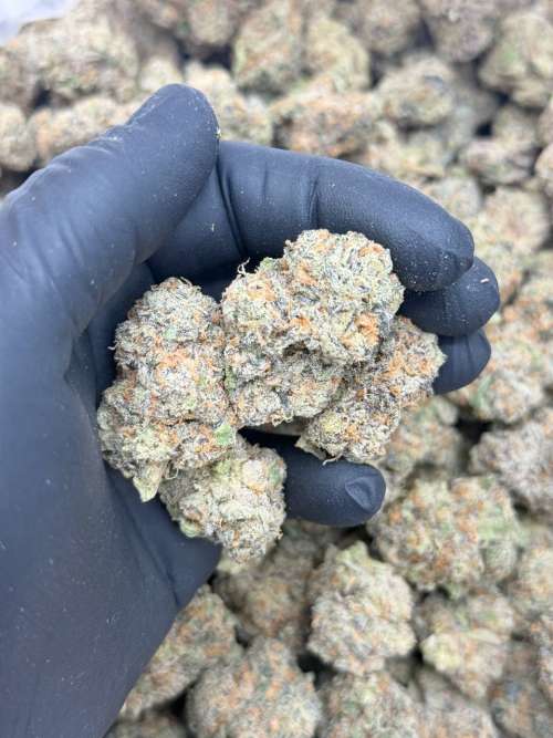 The Menthol -Living Soil -Lucky's Favorites Pick