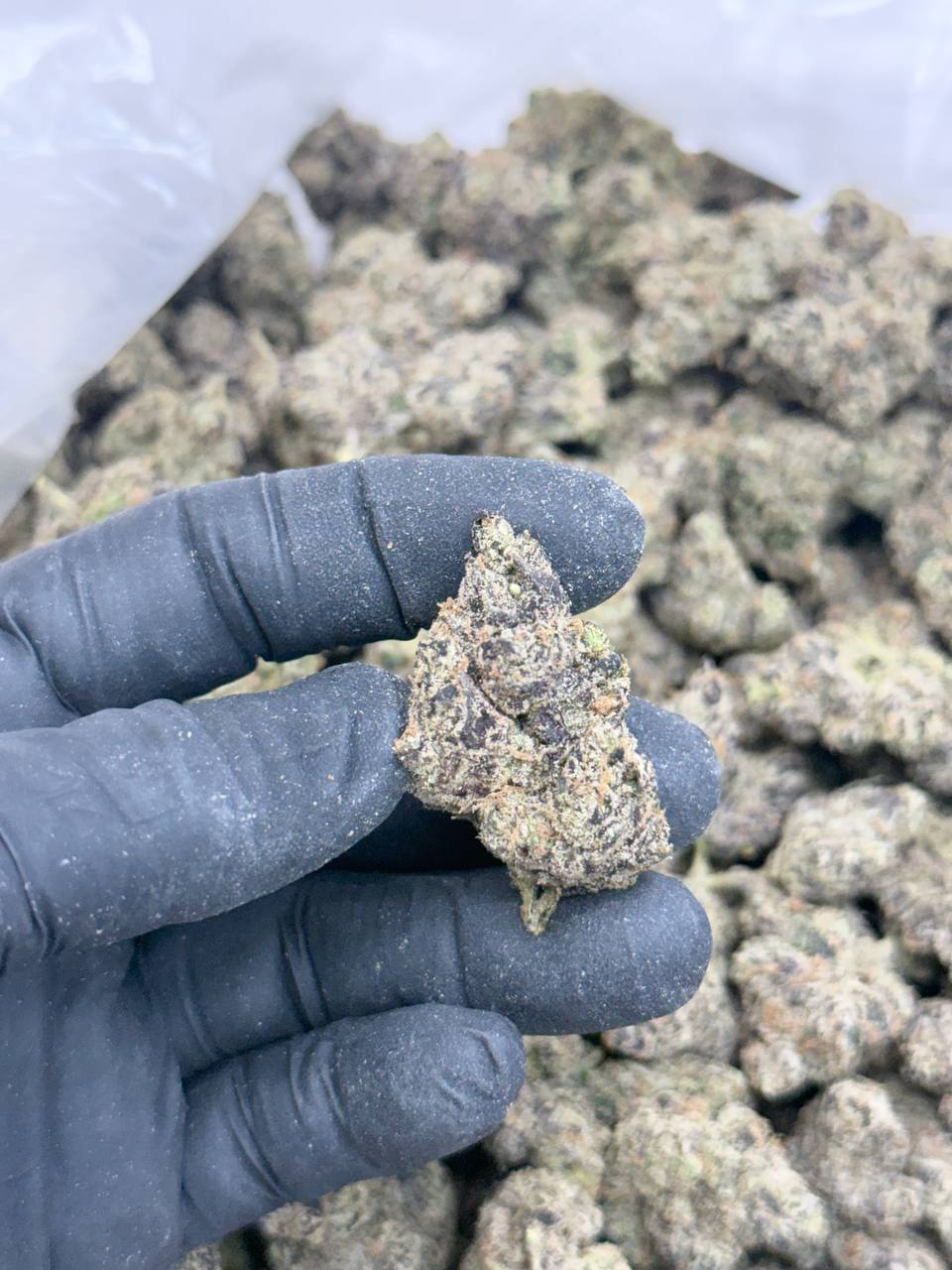 Tropicana Kush Premium Living Soil - Image 4
