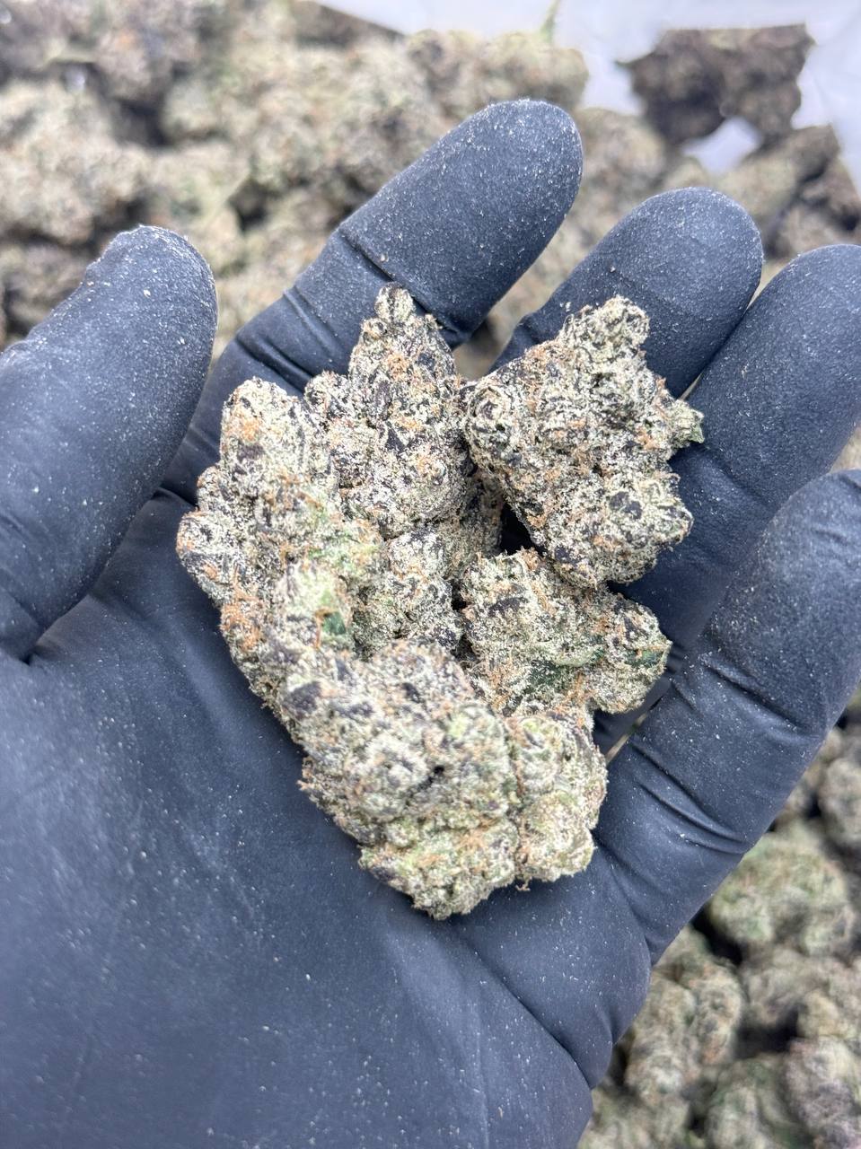 Tropicana Kush Premium Living Soil - Image 3