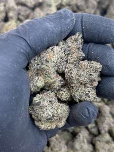 Tropicana Kush Premium Living Soil